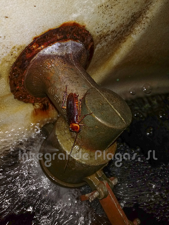 cucaracha-americana_I.Plagas.jpg